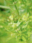 绿色植物上的白色小花