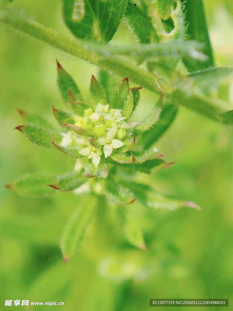 绿色植物花朵特写