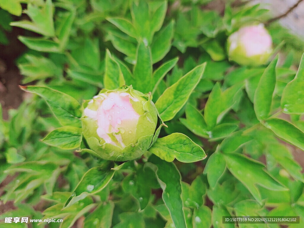 含苞待放的绿色牡丹花蕾