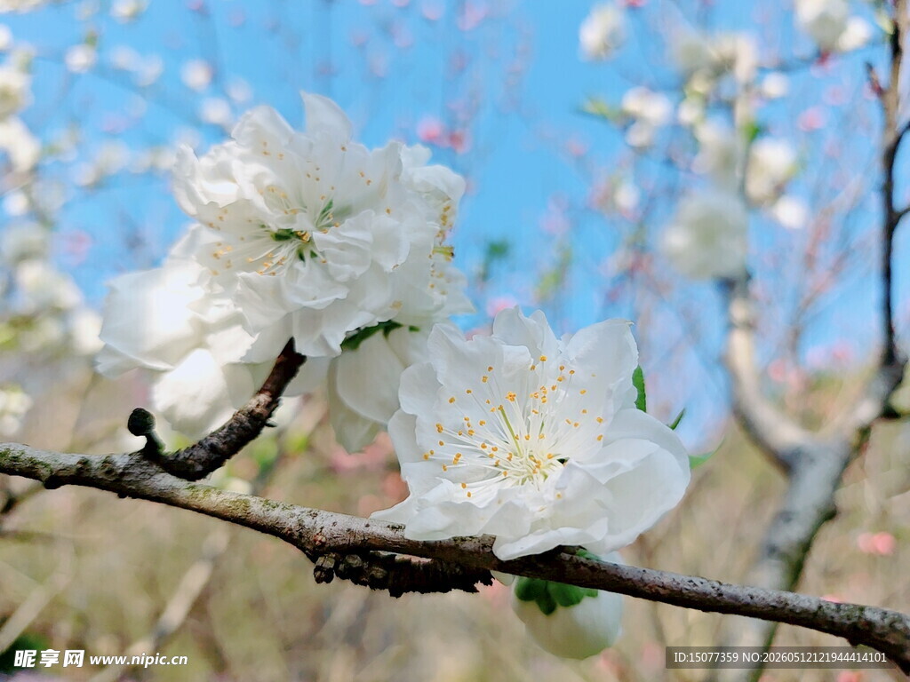 枝头绽放的洁白花朵