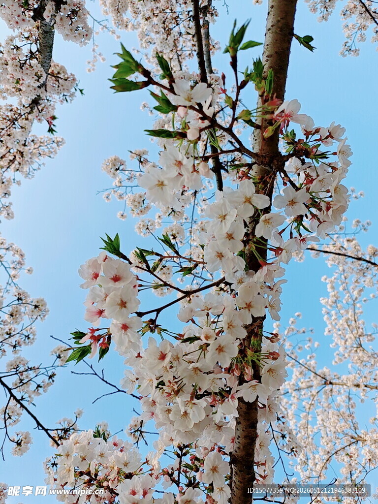 蓝天映衬下的烂漫樱花树