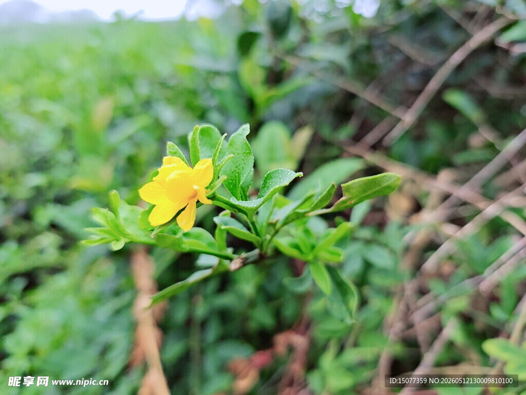 绿叶间的黄色小花