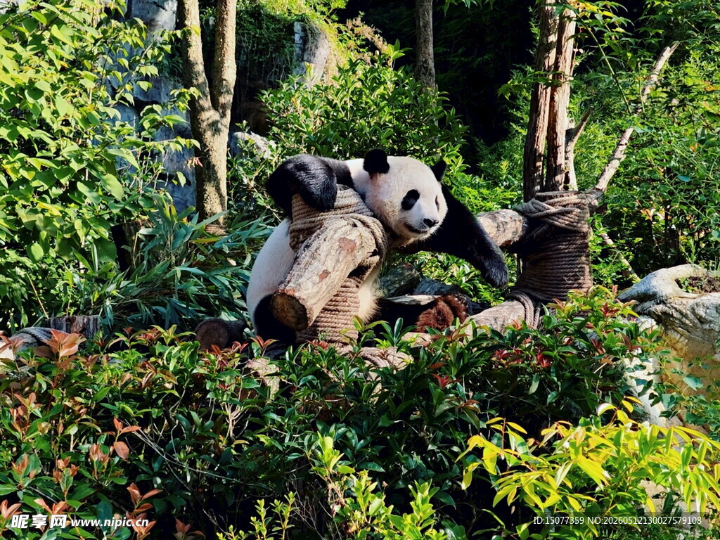 熊猫嬉戏于绿植间