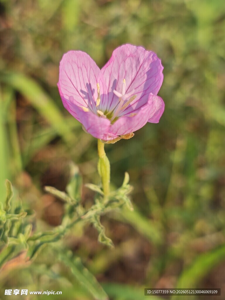 娇艳绽放的紫色小花