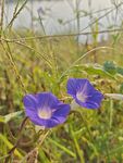 田野中的两朵紫色牵牛花