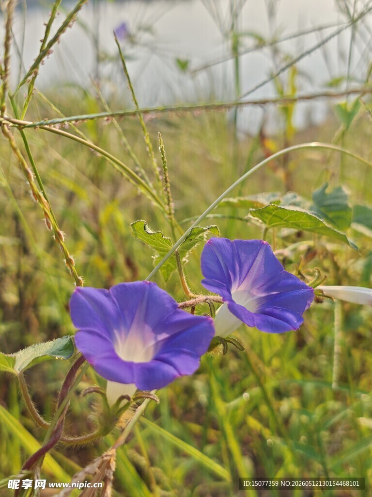 田野中的两朵紫色牵牛花