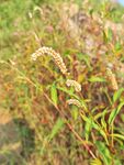 田野中的繁茂植物