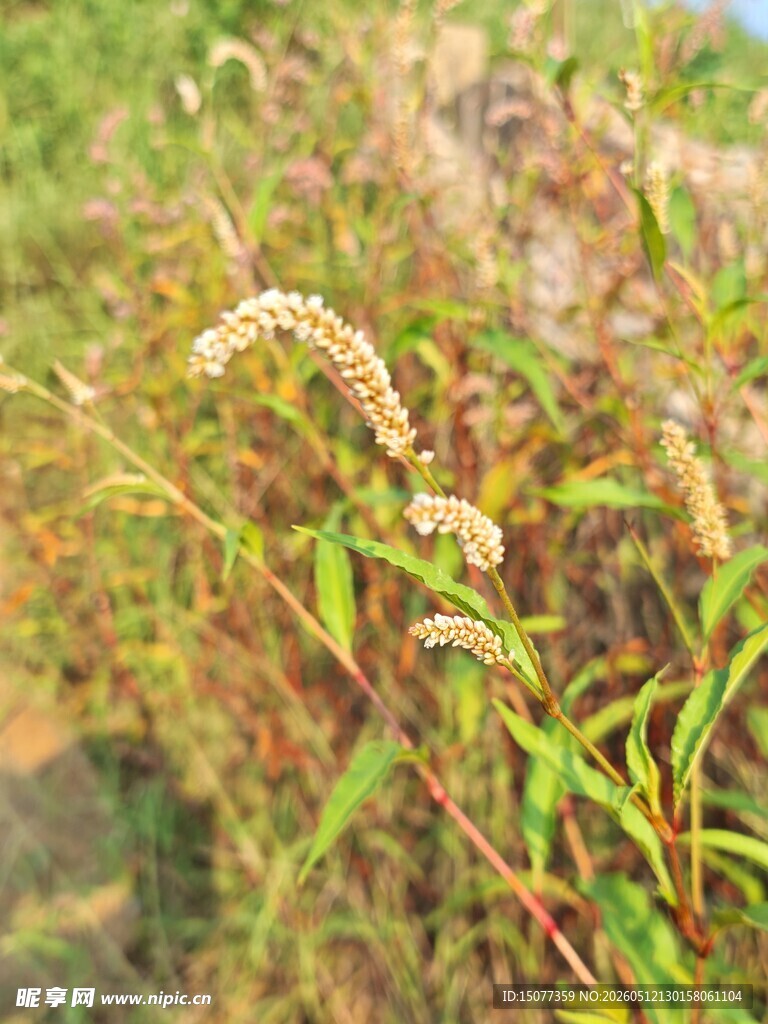 田野中的繁茂植物