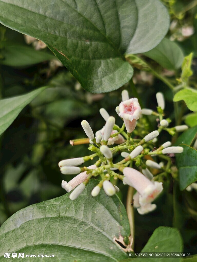 白色小花绽放绿叶间