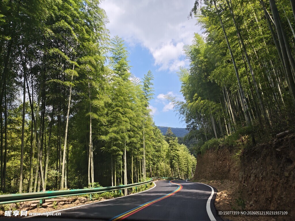 蜿蜒公路穿行翠绿竹林