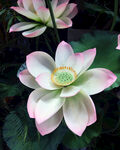 莲花