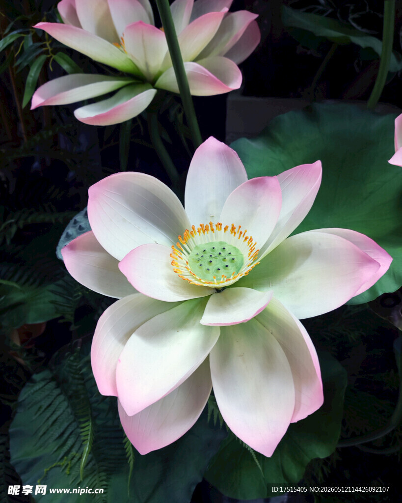 莲花