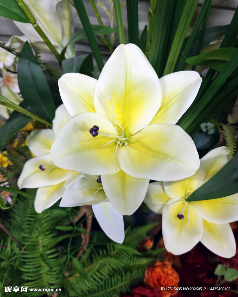 百合花