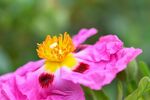 娇艳绽放的粉色花朵