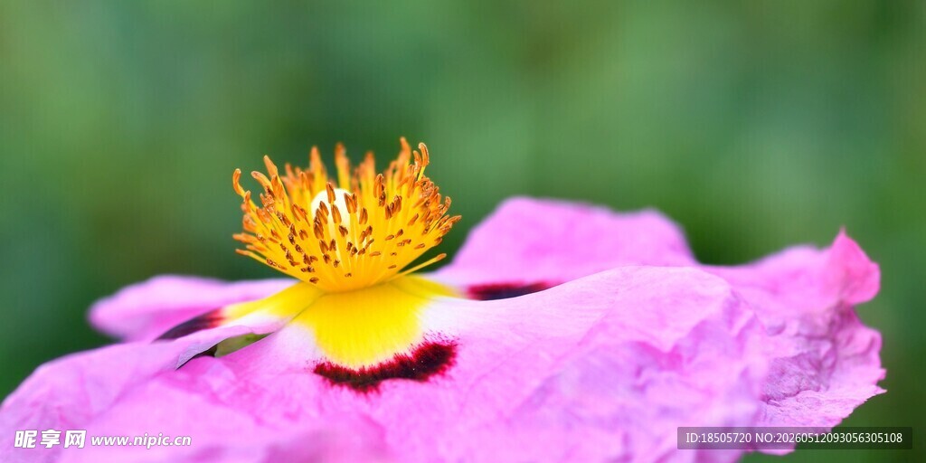 娇艳粉花配金黄花蕊