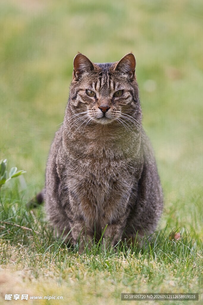 草地上的灰猫