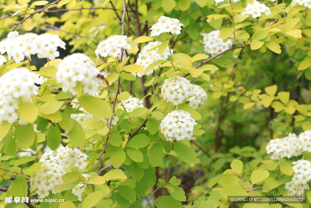 白色绣线菊