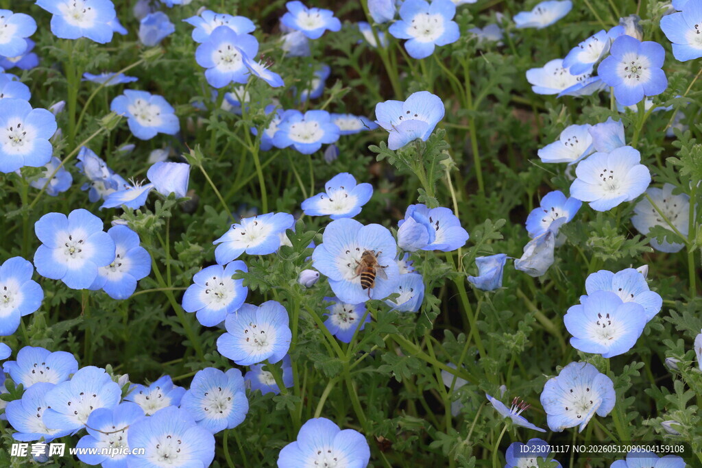 粉蝶花