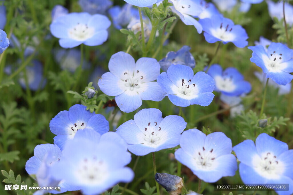 粉蝶花