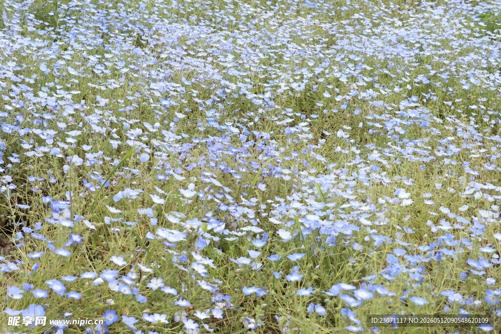 粉蝶花
