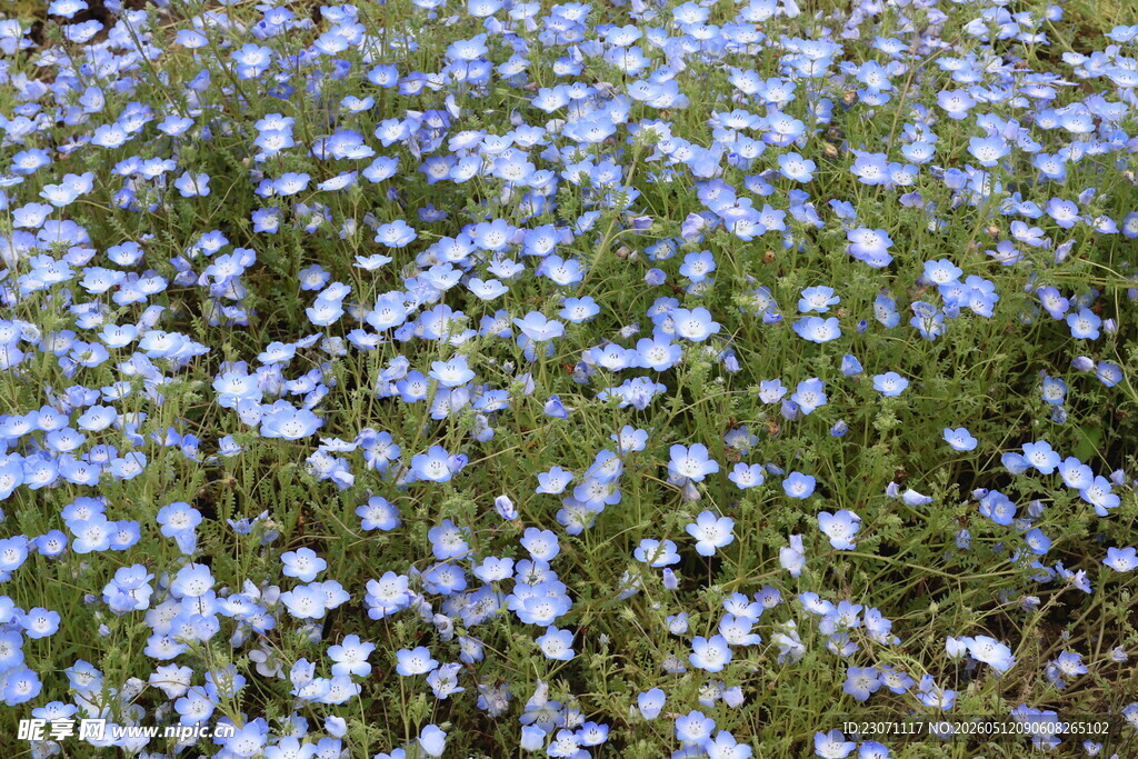 蓝白小花铺满翠绿草地