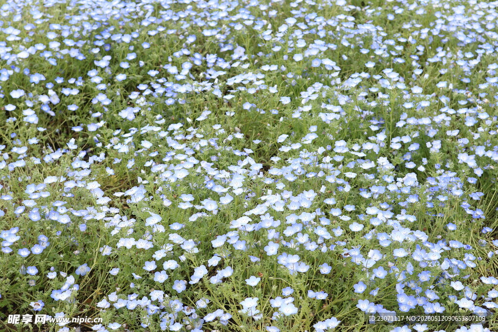 蓝白小花铺满绿色草地