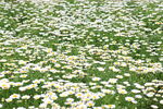 小雏菊花海