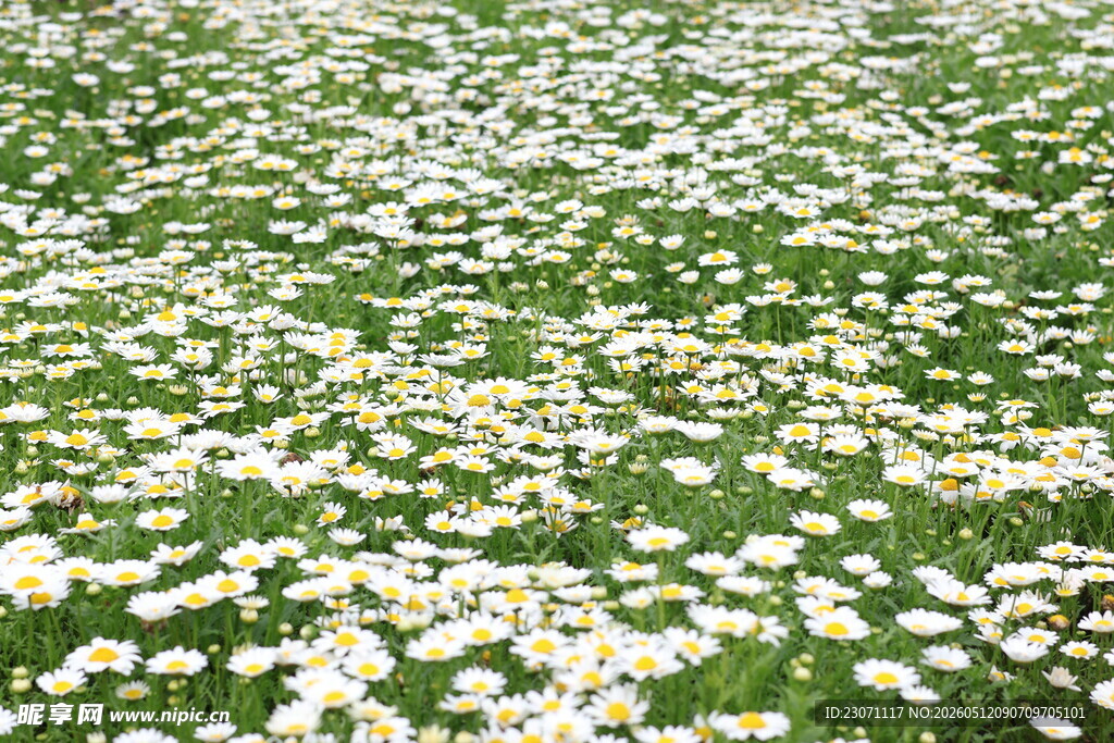小雏菊花海