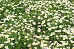 遍野小白菊绽放生机