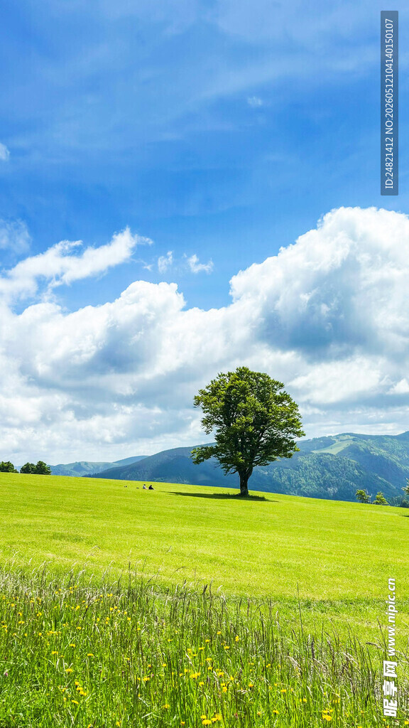 草原孤树美景