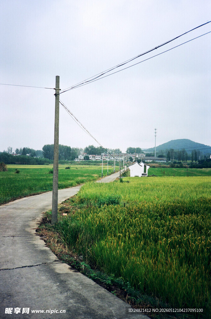 乡间小路旁的翠绿田野