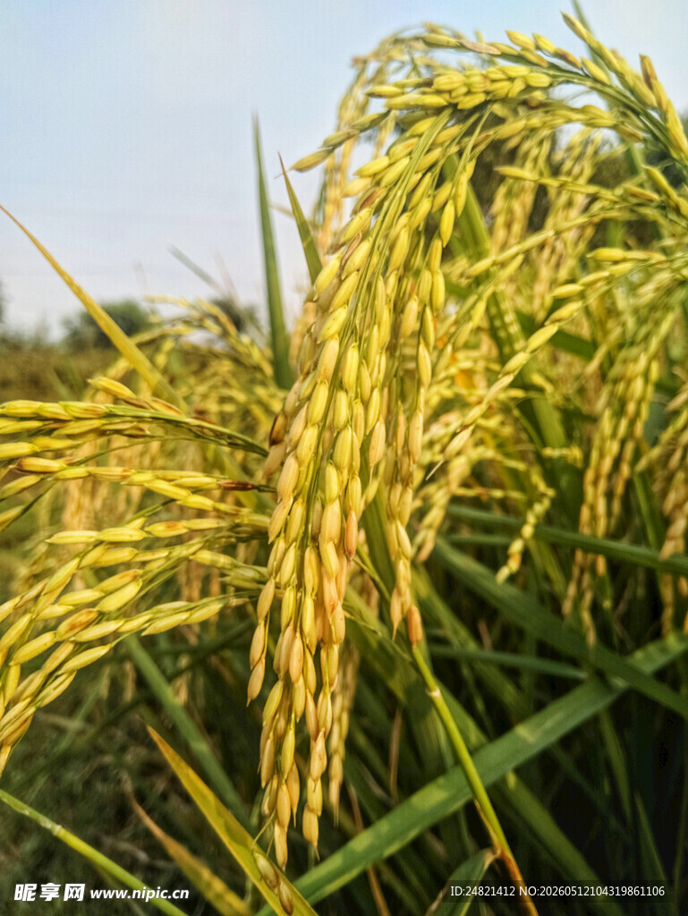 金黄饱满的成熟稻穗