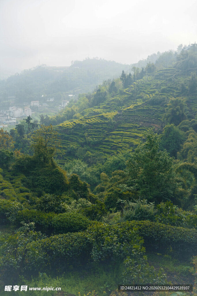 山间绿意盎然的梯田景观