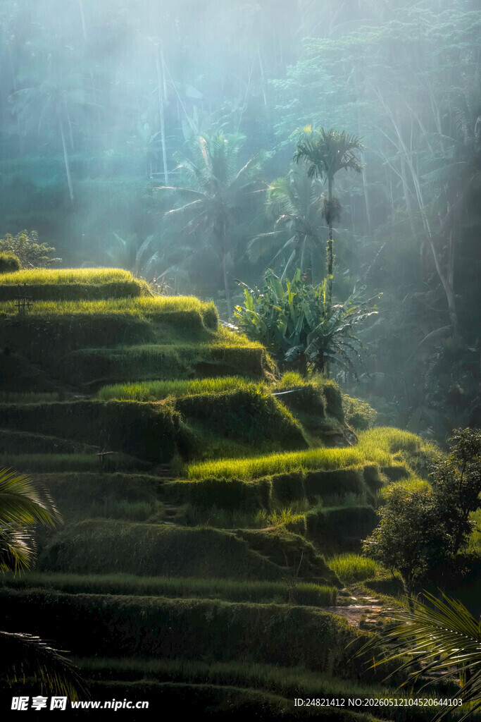山间翠绿梯田的梦幻景致