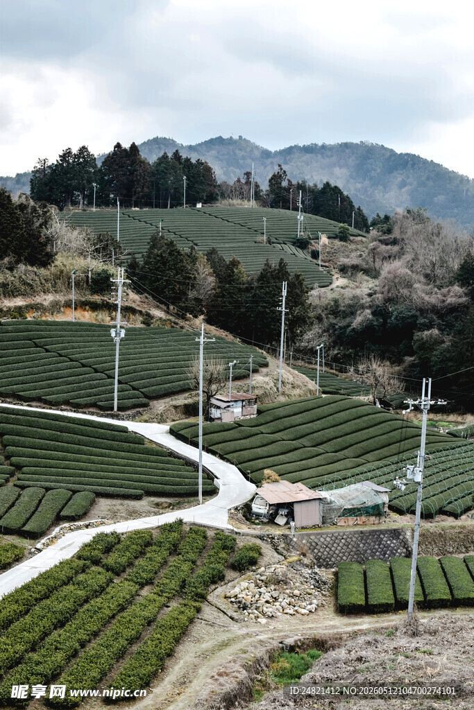 山间茶园美景
