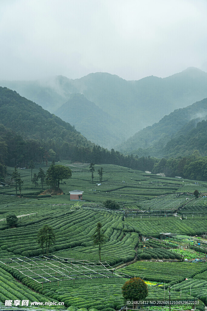 山间茶园美景