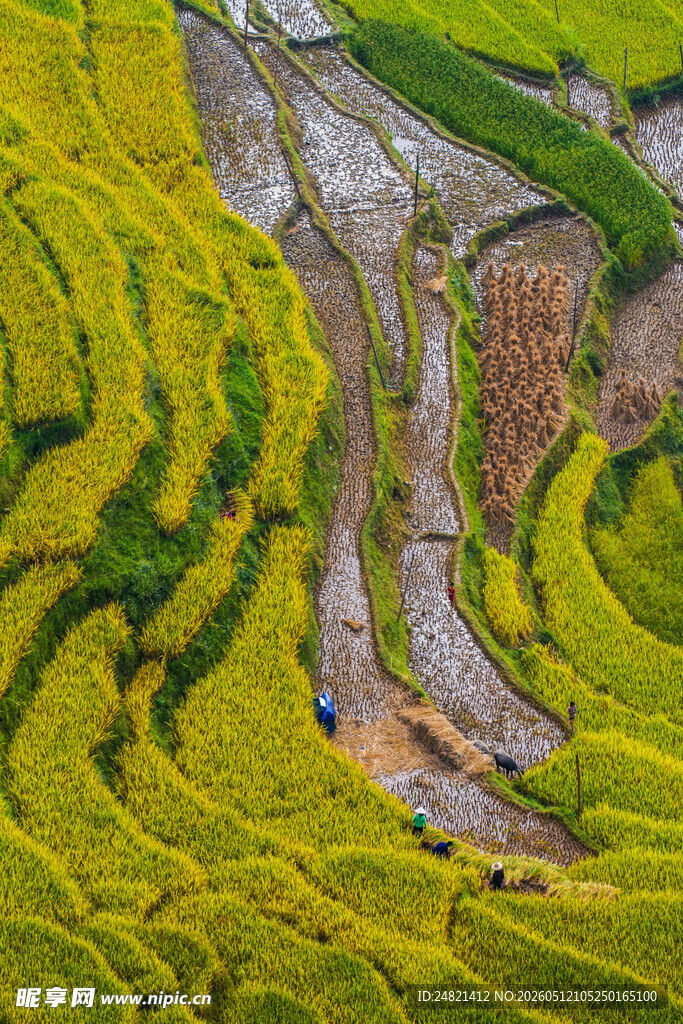 金黄梯田美景