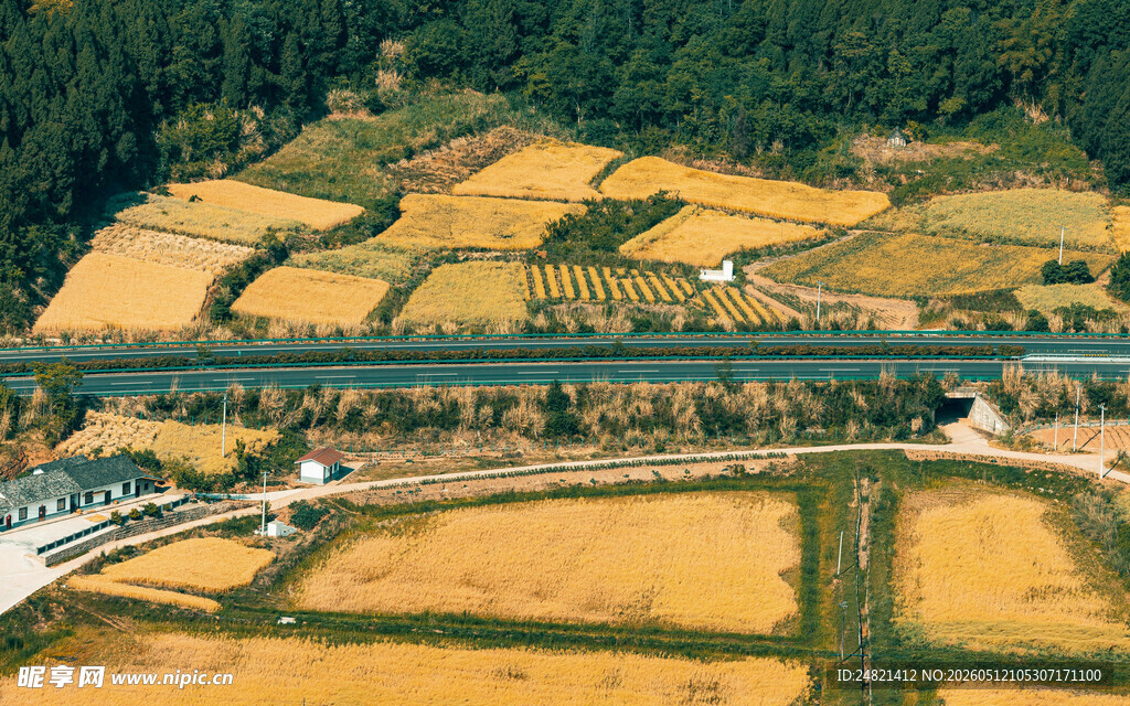 金黄稻田中的铁路景观