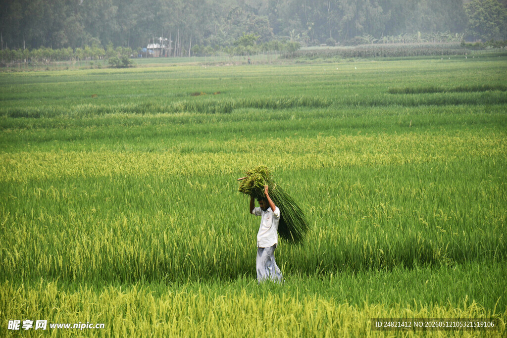 田间农妇背柴行走