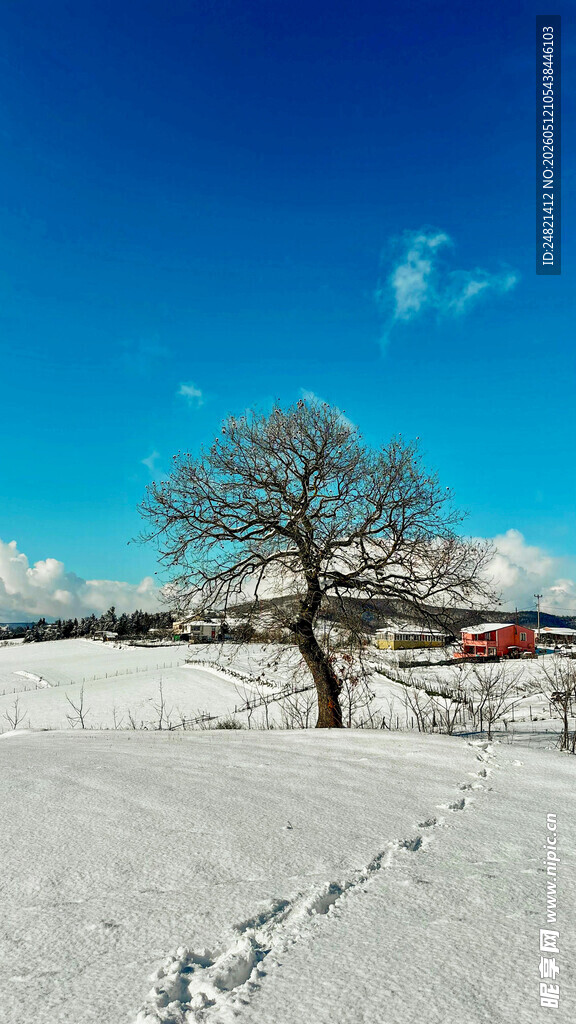 雪野孤树