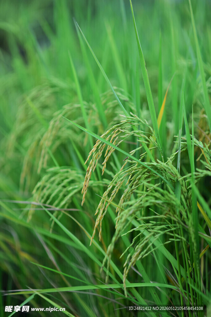 翠绿稻田