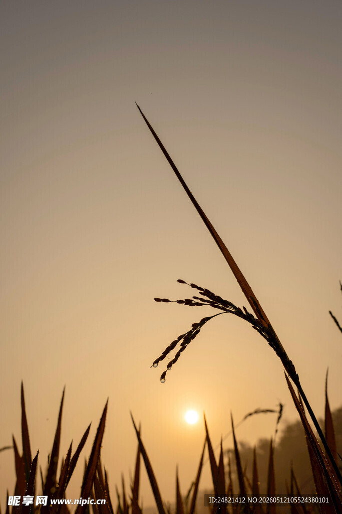夕阳下的稻穗美景