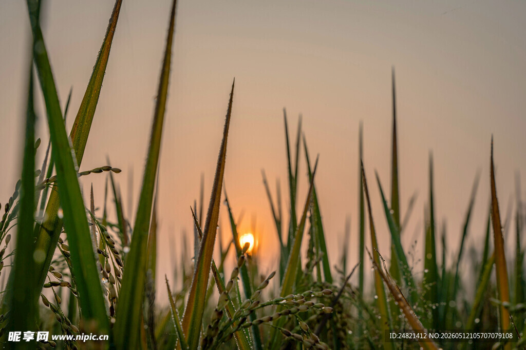夕阳下的芦苇美景