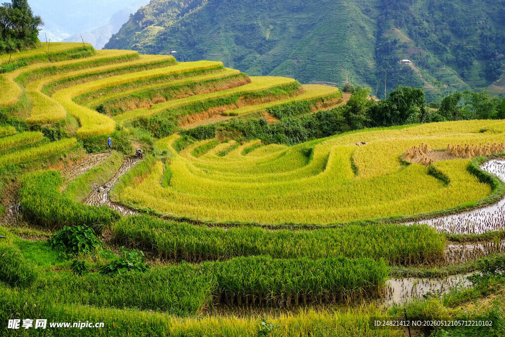 金黄梯田美景