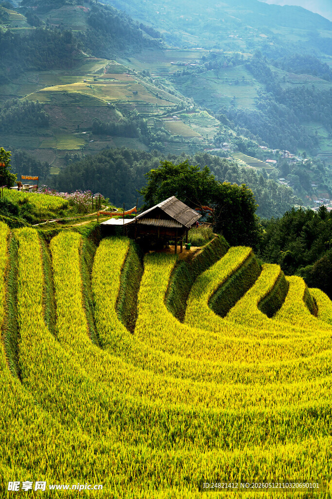 金黄梯田美景