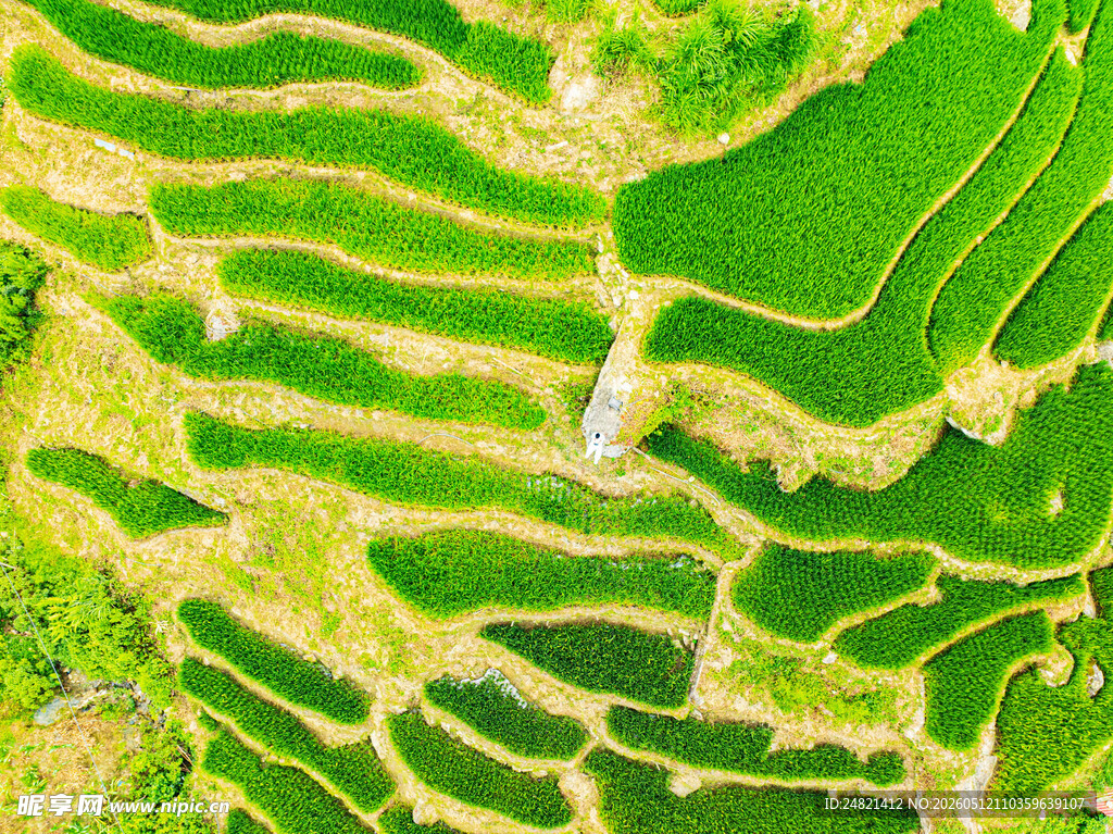 翠绿梯田美景