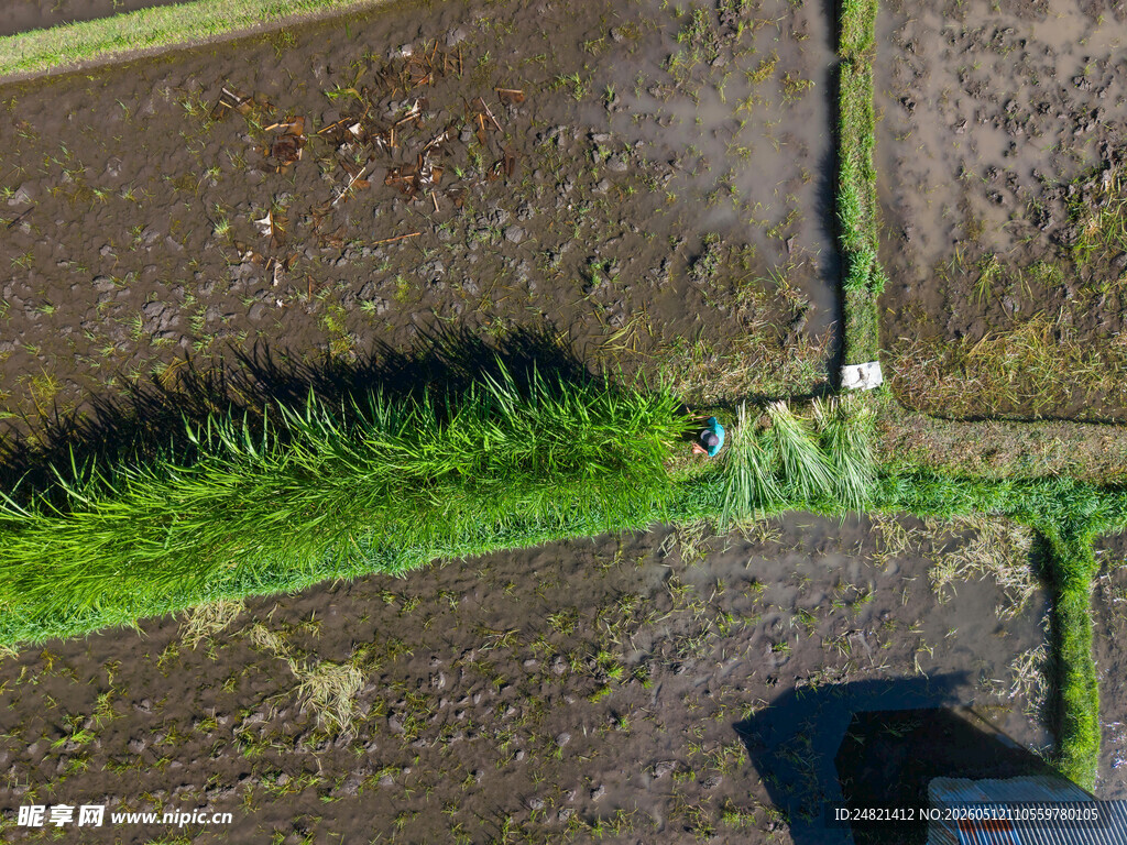 俯瞰农田中的绿色植被