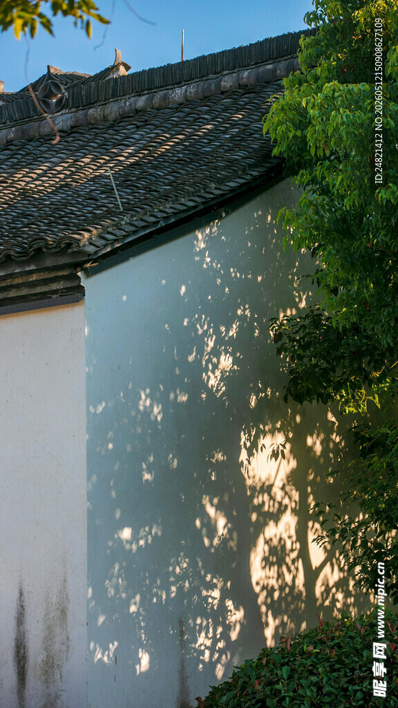 古墙树影
