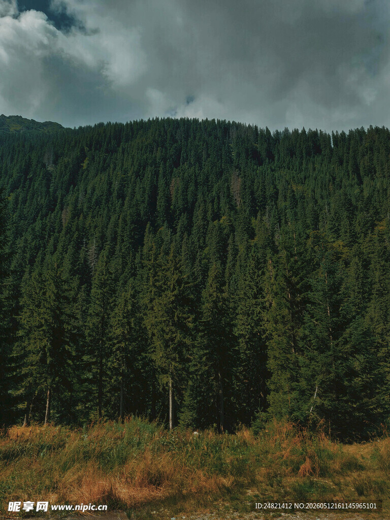 山林葱郁的自然美景