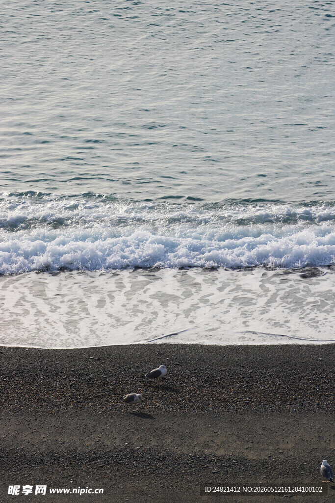 海边沙滩海浪与飞鸟